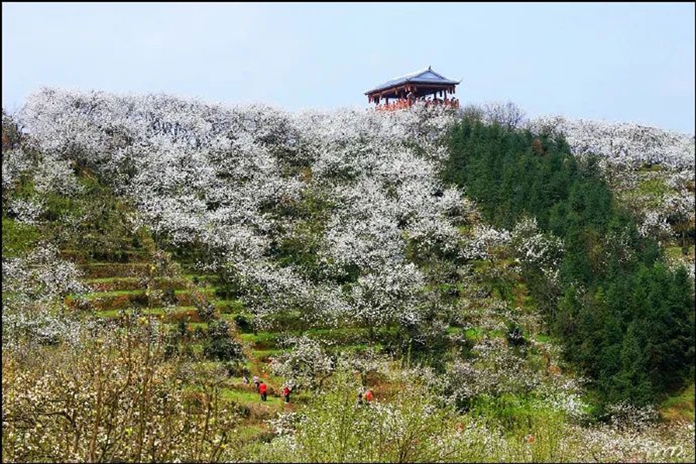 【春天，广西桂林灌阳县向您发出邀请！】我们在灌阳看梨花 - 游山玩水 - 怒江生活社区 - 怒江28生活网 nujiang.28life.net