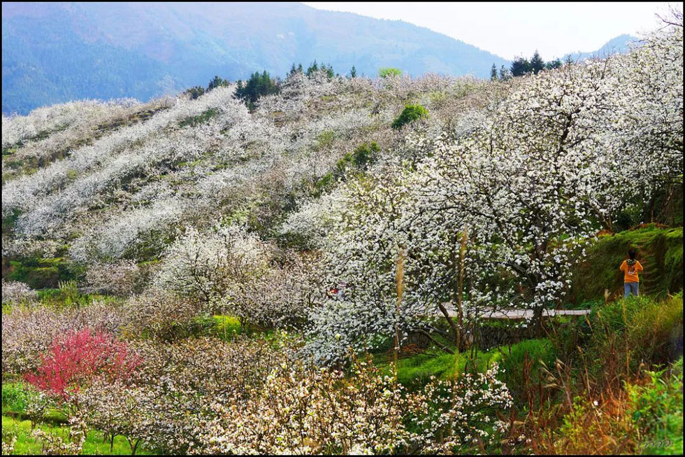 【春天，广西桂林灌阳县向您发出邀请！】我们在灌阳看梨花 - 游山玩水 - 怒江生活社区 - 怒江28生活网 nujiang.28life.net