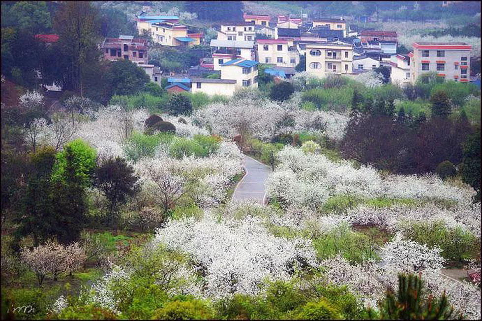 【春天，广西桂林灌阳县向您发出邀请！】我们在灌阳看梨花 - 游山玩水 - 怒江生活社区 - 怒江28生活网 nujiang.28life.net