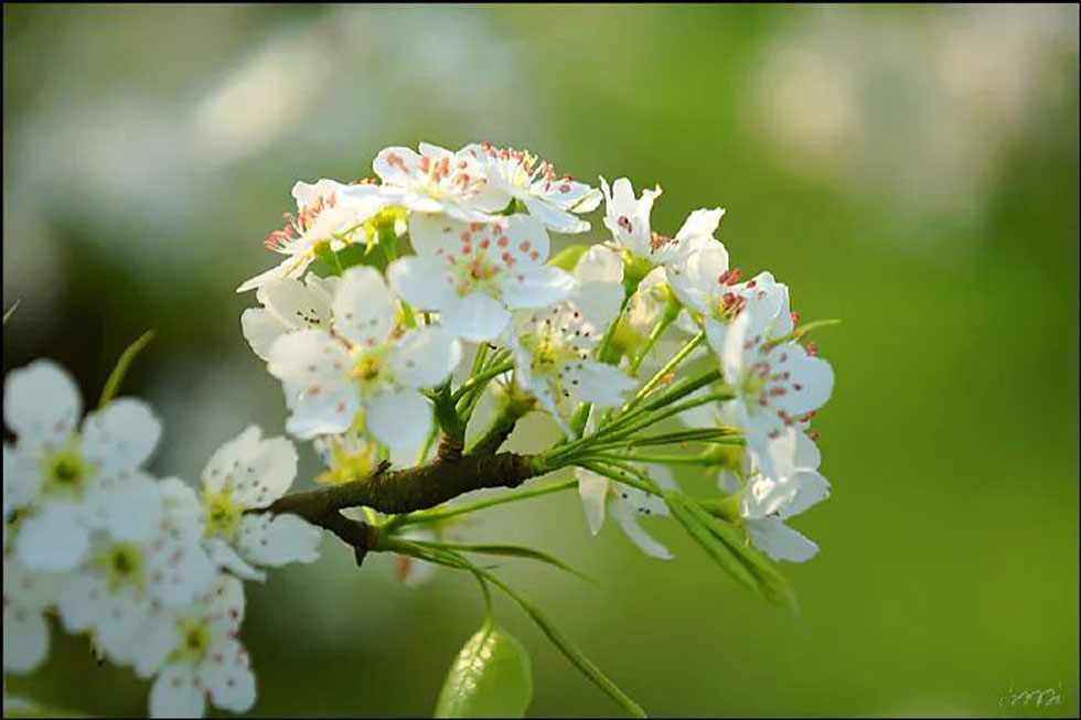 【春天，广西桂林灌阳县向您发出邀请！】我们在灌阳看梨花 - 游山玩水 - 怒江生活社区 - 怒江28生活网 nujiang.28life.net