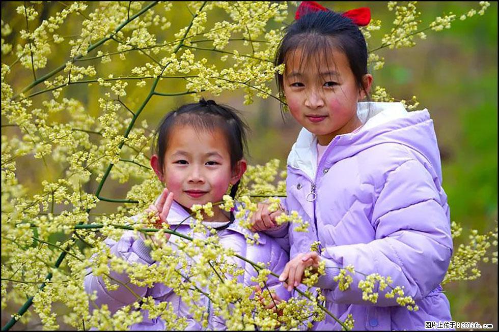【春天，广西桂林灌阳县向您发出邀请！】米珠山前有片山苍子花在飘香 - 游山玩水 - 怒江生活社区 - 怒江28生活网 nujiang.28life.net