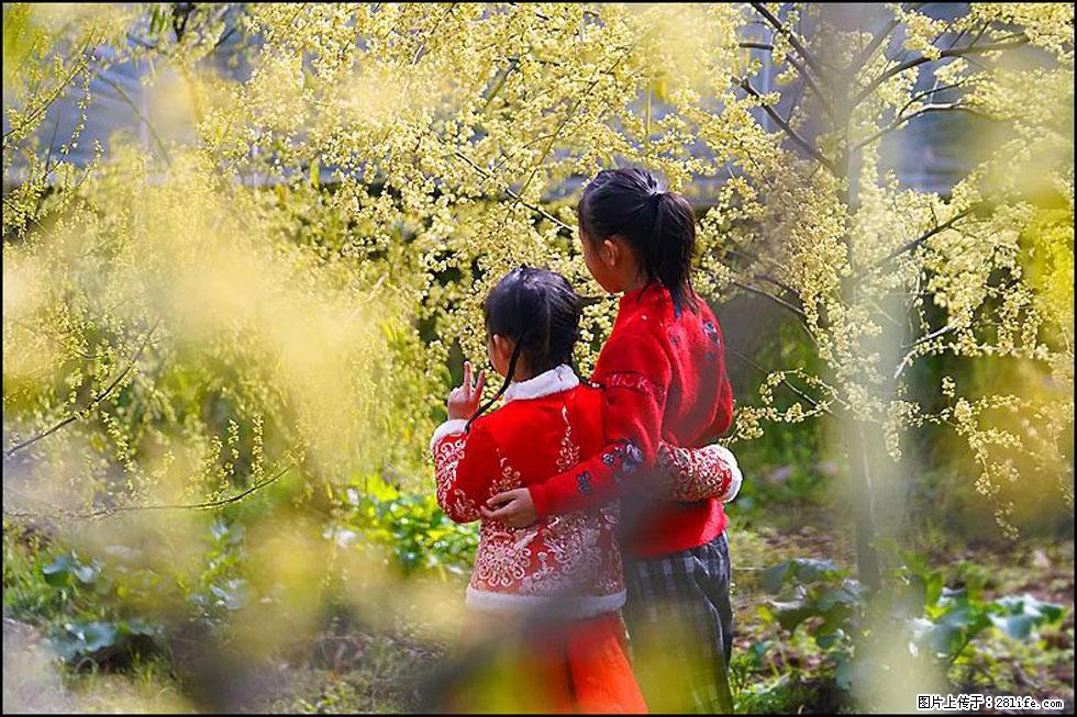 【春天，广西桂林灌阳县向您发出邀请！】米珠山前有片山苍子花在飘香 - 游山玩水 - 怒江生活社区 - 怒江28生活网 nujiang.28life.net