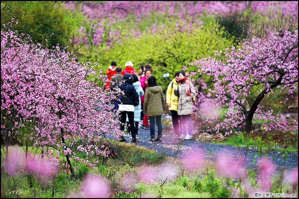 【春天，广西桂林灌阳县向您发出邀请！】官庄村有个醉美的桃花园 - 游山玩水 - 怒江生活社区 - 怒江28生活网 nujiang.28life.net