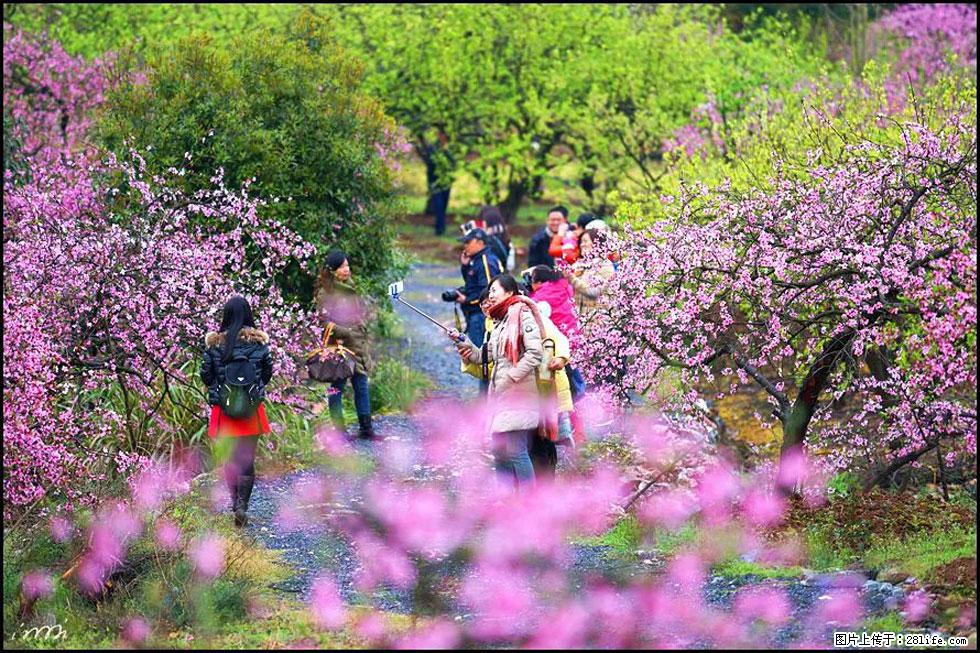 【春天，广西桂林灌阳县向您发出邀请！】官庄村有个醉美的桃花园 - 游山玩水 - 怒江生活社区 - 怒江28生活网 nujiang.28life.net