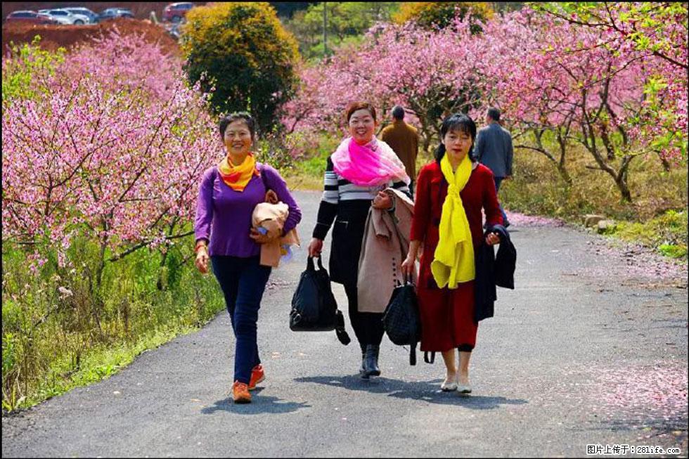 【春天，广西桂林灌阳县向您发出邀请！】官庄村有个醉美的桃花园 - 游山玩水 - 怒江生活社区 - 怒江28生活网 nujiang.28life.net