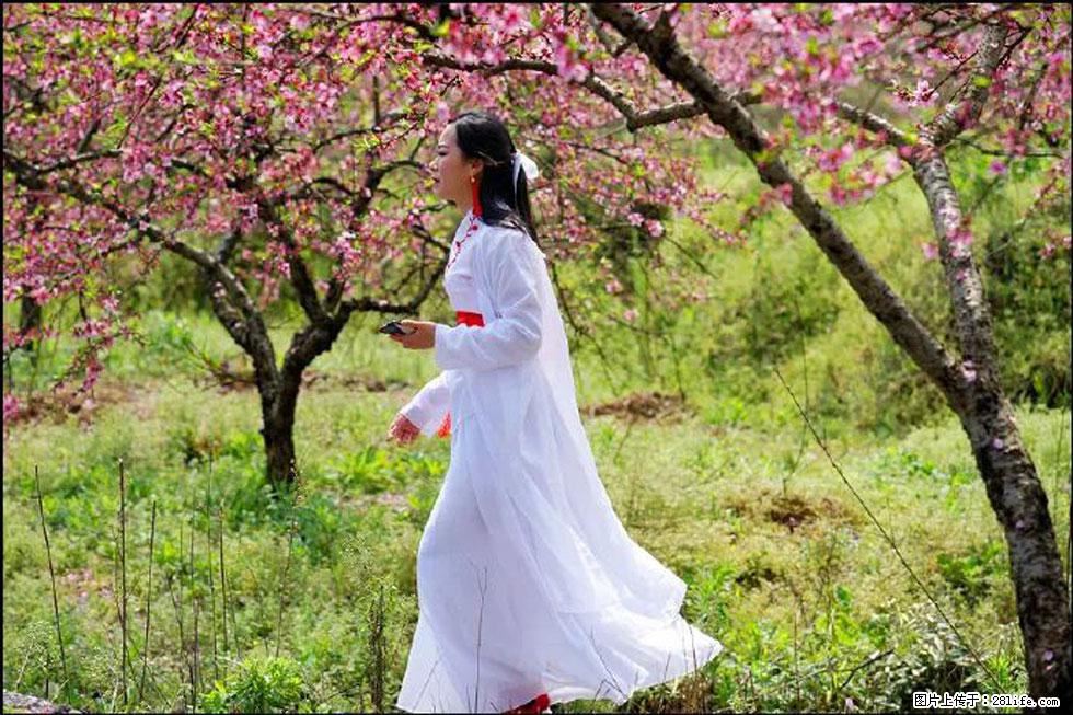 【春天，广西桂林灌阳县向您发出邀请！】官庄村有个醉美的桃花园 - 游山玩水 - 怒江生活社区 - 怒江28生活网 nujiang.28life.net