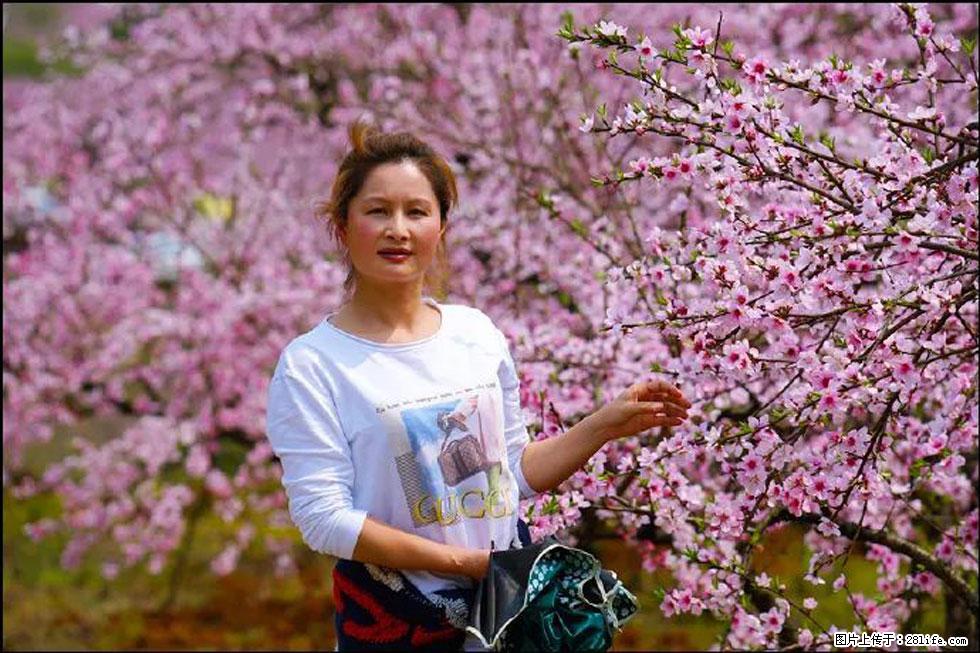 【春天，广西桂林灌阳县向您发出邀请！】官庄村有个醉美的桃花园 - 游山玩水 - 怒江生活社区 - 怒江28生活网 nujiang.28life.net