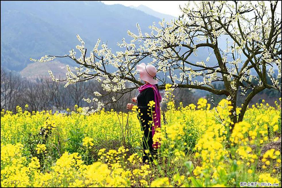【春天，广西桂林灌阳县向您发出邀请！】长坪村油菜盛情花开 - 游山玩水 - 怒江生活社区 - 怒江28生活网 nujiang.28life.net