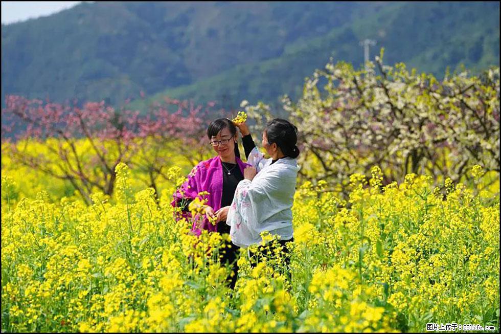 【春天，广西桂林灌阳县向您发出邀请！】长坪村油菜盛情花开 - 游山玩水 - 怒江生活社区 - 怒江28生活网 nujiang.28life.net