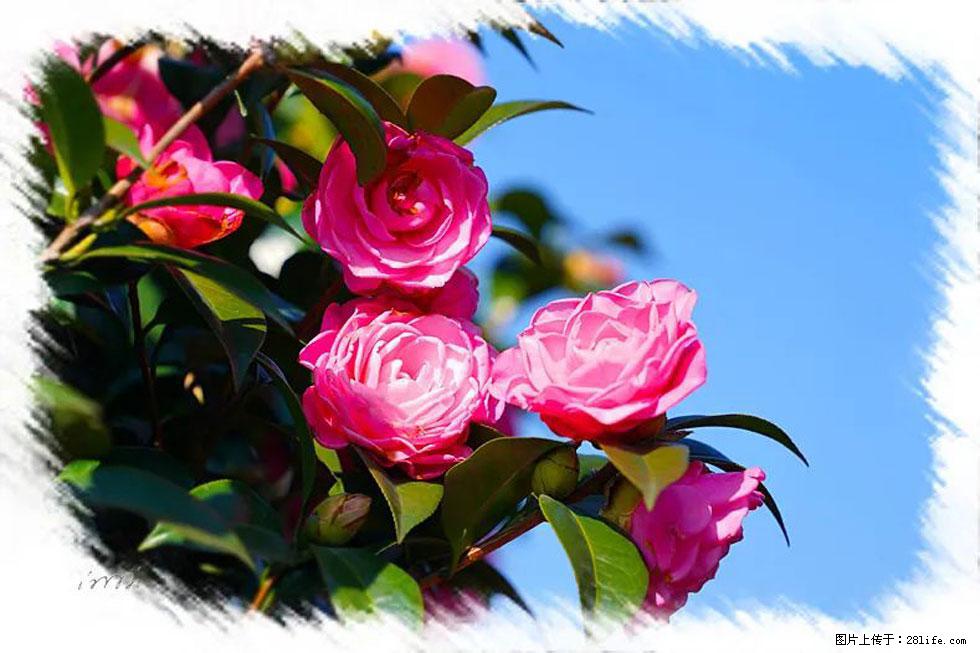 【春天，广西桂林灌阳县向您发出邀请！】杨柳井茶花惹人爱 - 游山玩水 - 怒江生活社区 - 怒江28生活网 nujiang.28life.net
