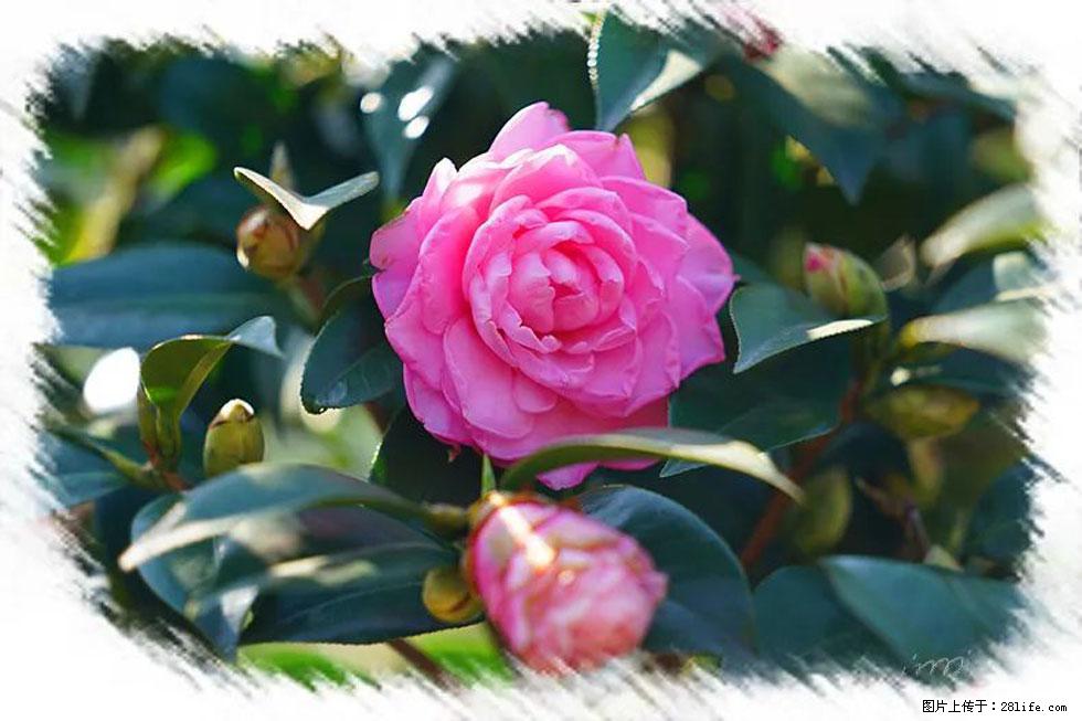 【春天，广西桂林灌阳县向您发出邀请！】杨柳井茶花惹人爱 - 游山玩水 - 怒江生活社区 - 怒江28生活网 nujiang.28life.net