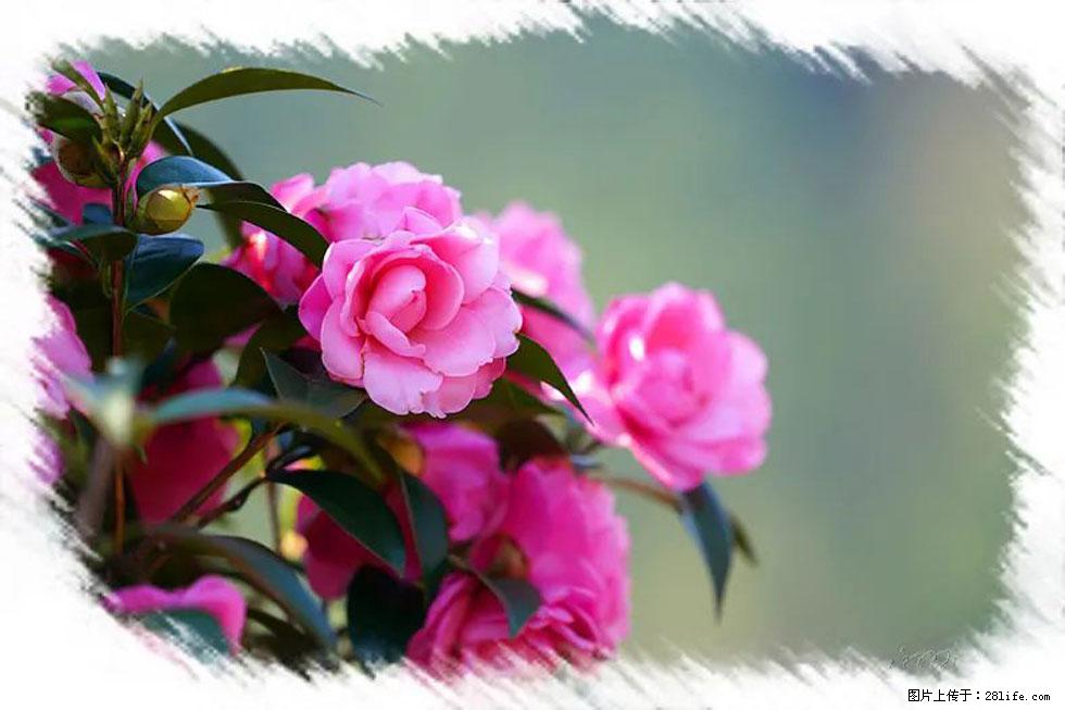 【春天，广西桂林灌阳县向您发出邀请！】杨柳井茶花惹人爱 - 游山玩水 - 怒江生活社区 - 怒江28生活网 nujiang.28life.net