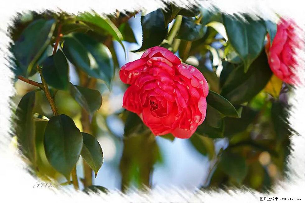 【春天，广西桂林灌阳县向您发出邀请！】杨柳井茶花惹人爱 - 游山玩水 - 怒江生活社区 - 怒江28生活网 nujiang.28life.net
