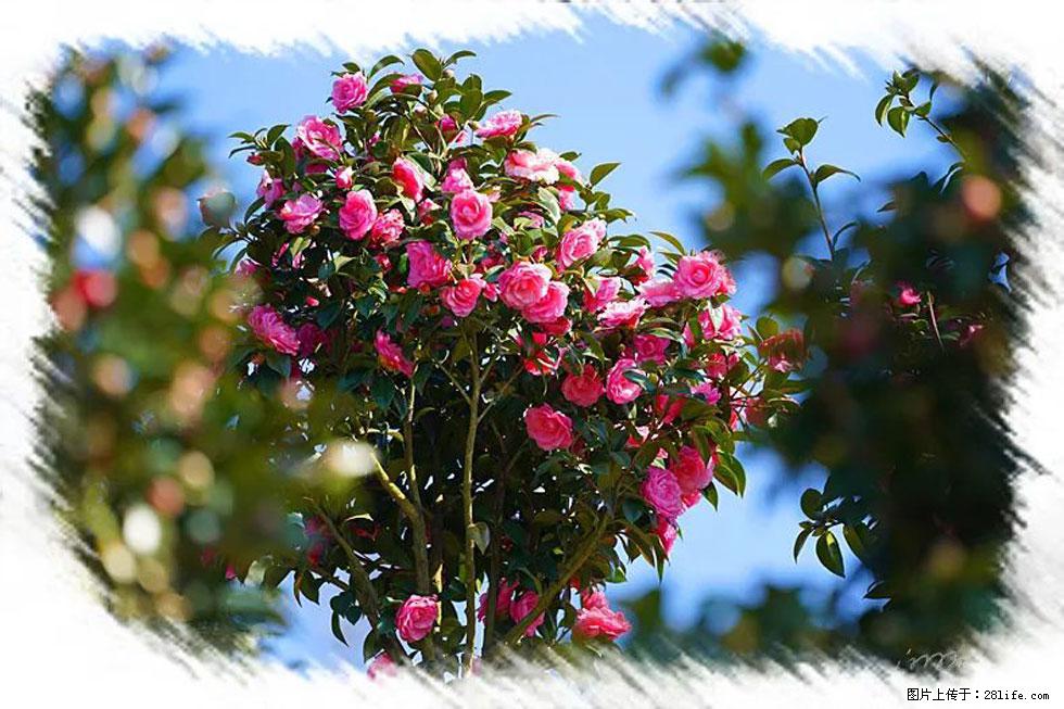 【春天，广西桂林灌阳县向您发出邀请！】杨柳井茶花惹人爱 - 游山玩水 - 怒江生活社区 - 怒江28生活网 nujiang.28life.net
