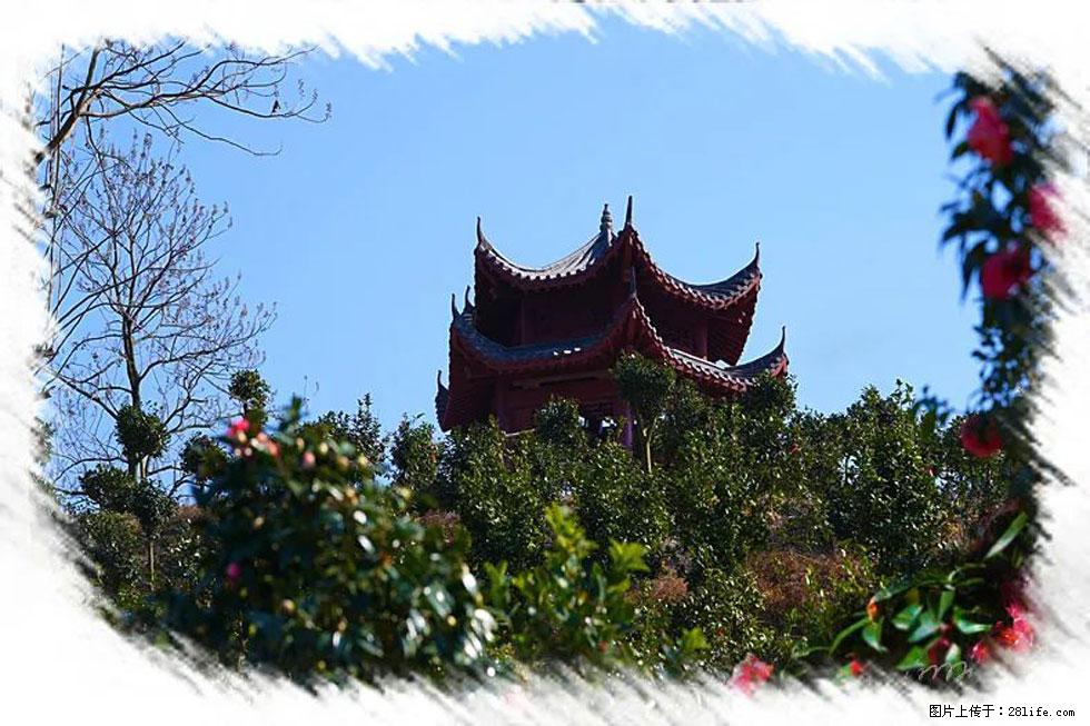 【春天，广西桂林灌阳县向您发出邀请！】杨柳井茶花惹人爱 - 游山玩水 - 怒江生活社区 - 怒江28生活网 nujiang.28life.net