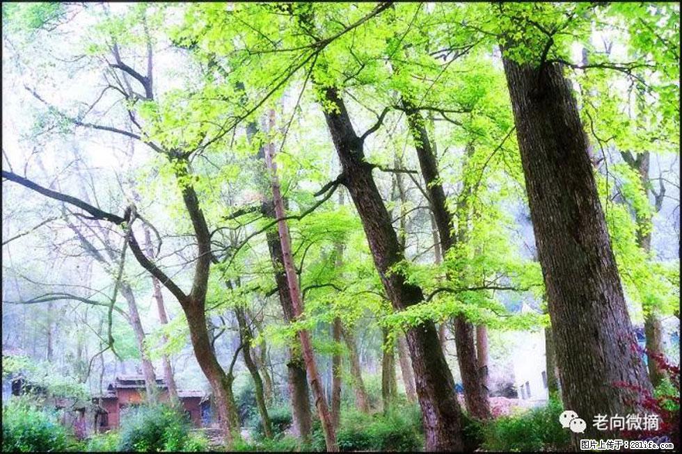 【春天，广西桂林灌阳县向您发出邀请！】在小龙村与春天约会 - 游山玩水 - 怒江生活社区 - 怒江28生活网 nujiang.28life.net