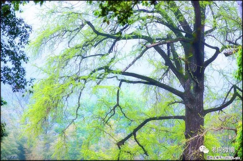 【春天，广西桂林灌阳县向您发出邀请！】在小龙村与春天约会 - 游山玩水 - 怒江生活社区 - 怒江28生活网 nujiang.28life.net