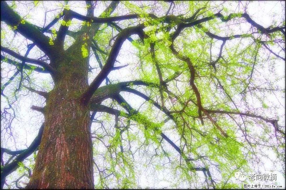 【春天，广西桂林灌阳县向您发出邀请！】在小龙村与春天约会 - 游山玩水 - 怒江生活社区 - 怒江28生活网 nujiang.28life.net