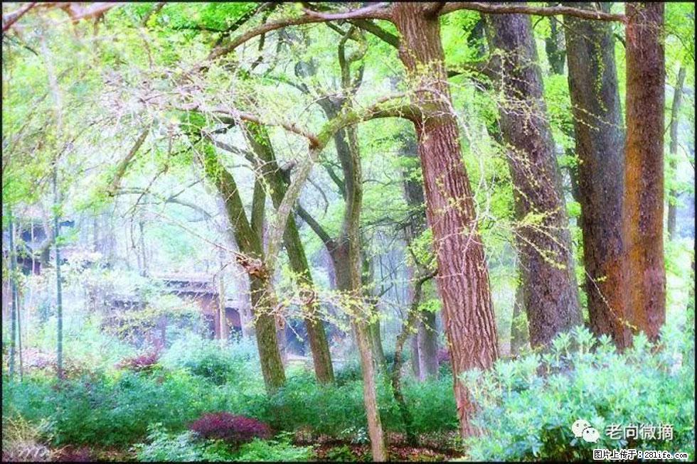 【春天，广西桂林灌阳县向您发出邀请！】在小龙村与春天约会 - 游山玩水 - 怒江生活社区 - 怒江28生活网 nujiang.28life.net