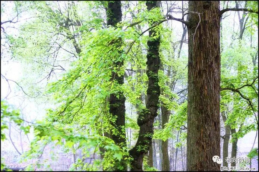 【春天，广西桂林灌阳县向您发出邀请！】在小龙村与春天约会 - 游山玩水 - 怒江生活社区 - 怒江28生活网 nujiang.28life.net