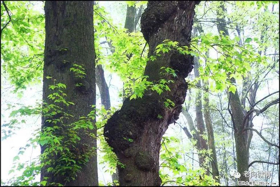 【春天，广西桂林灌阳县向您发出邀请！】在小龙村与春天约会 - 游山玩水 - 怒江生活社区 - 怒江28生活网 nujiang.28life.net