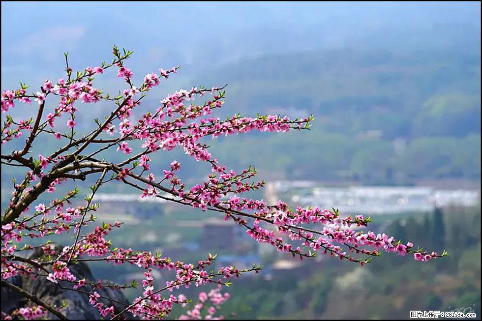 【春天，广西桂林灌阳县向您发出邀请！】望月岭上桃花开 - 游山玩水 - 怒江生活社区 - 怒江28生活网 nujiang.28life.net