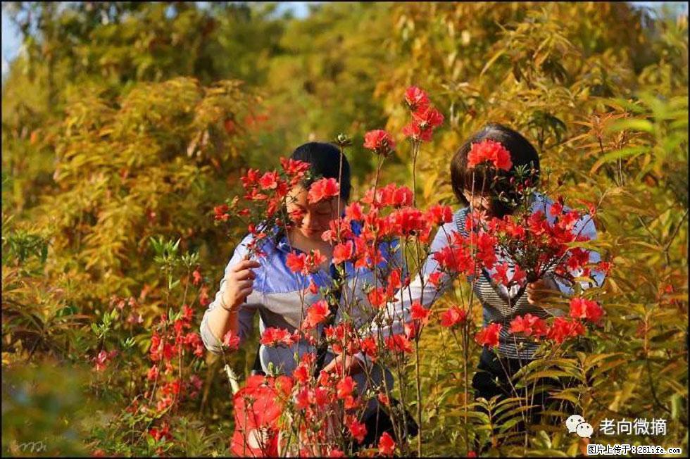 【春天，广西桂林灌阳县向您发出邀请！】登麒麟山，相约映山红 - 游山玩水 - 怒江生活社区 - 怒江28生活网 nujiang.28life.net