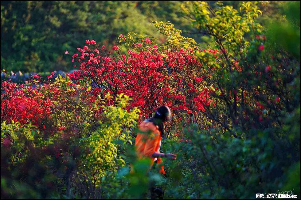 【春天，广西桂林灌阳县向您发出邀请！】春木界上映山红 - 游山玩水 - 怒江生活社区 - 怒江28生活网 nujiang.28life.net