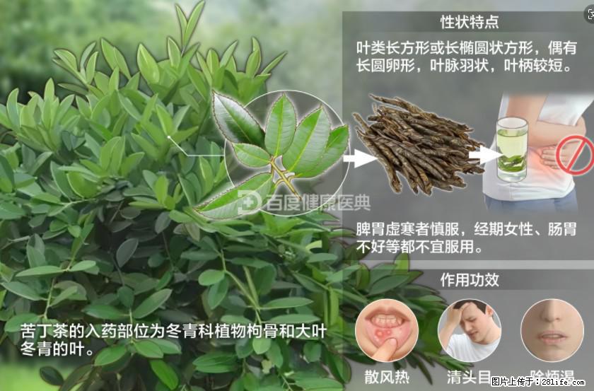 苦丁茶有哪些功效和作用 - 生活百科 - 怒江生活社区 - 怒江28生活网 nujiang.28life.net