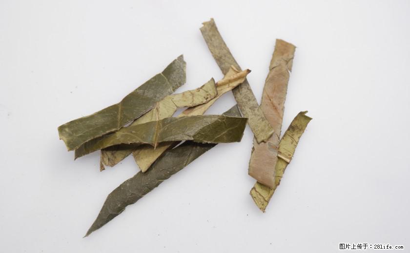苦丁茶有哪些功效和作用 - 生活百科 - 怒江生活社区 - 怒江28生活网 nujiang.28life.net