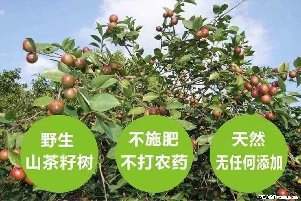 【灌阳县油茶产业示范区】一个有着充实的精神生活的人，对待身外之物自会有一种淡泊的态度 - 美食天地 - 怒江生活社区 - 怒江28生活网 nujiang.28life.net