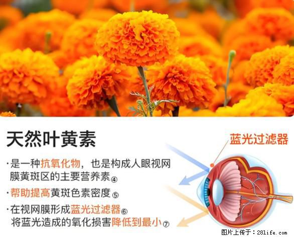 叶黄素有什么功效和作用 - 生活百科 - 怒江生活社区 - 怒江28生活网 nujiang.28life.net
