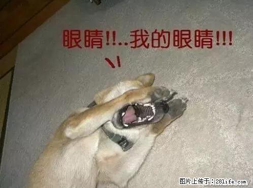 笑癫了！一女的怀孕三年未生，他终于忍不住了... - 娱乐八卦 - 怒江生活社区 - 怒江28生活网 nujiang.28life.net