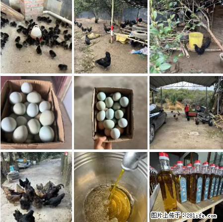 油茶园从小鸡仔开始养起的纯土鸡、土鸡蛋可以预定啦！还有前几天刚榨的纯山茶油哦 - 土特产 - 饮食特产 - 怒江分类信息 - 怒江28生活网 nujiang.28life.net