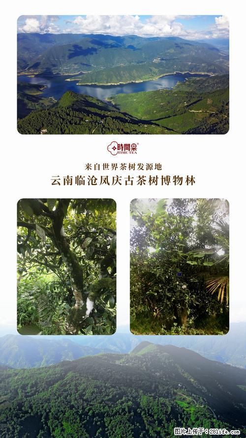 时间果百年古树2025年春红茶 - 购物交流 - 怒江生活社区 - 怒江28生活网 nujiang.28life.net