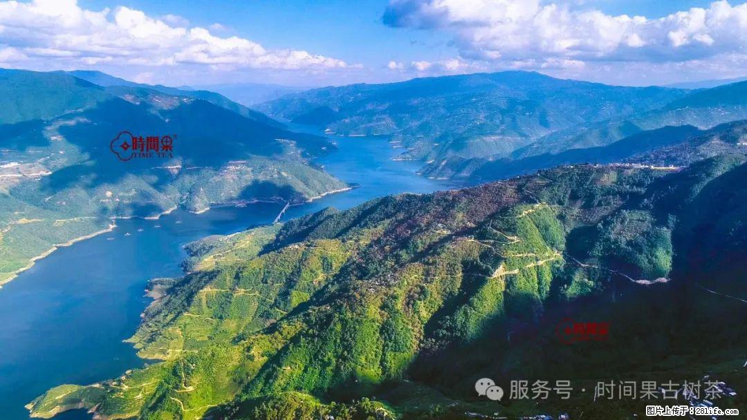 时间果百年古树龙珠普洱生茶 - 购物交流 - 怒江生活社区 - 怒江28生活网 nujiang.28life.net