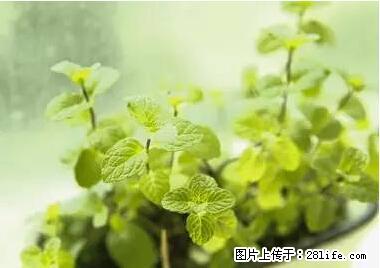 晕车、脚气、牙齿变黄、皮肤粗糙？学会这些三分钟搞定！ - 怒江生活资讯 - 怒江28生活网 nujiang.28life.net