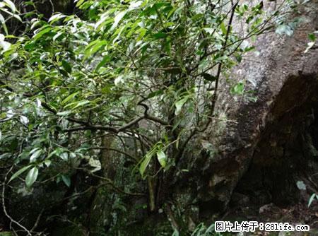 平乐石崖茶，珍贵仅次于金花茶 - 怒江生活资讯 - 怒江28生活网 nujiang.28life.net