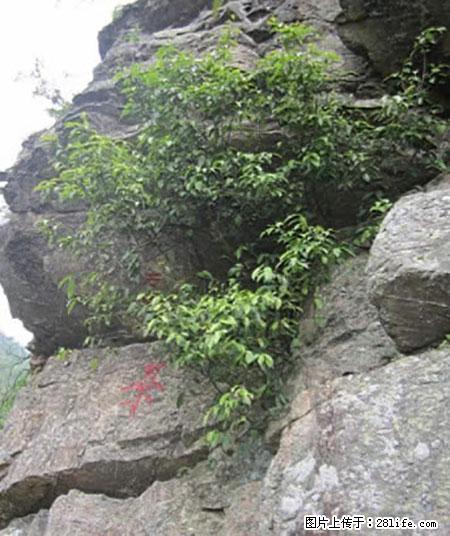平乐石崖茶，珍贵仅次于金花茶 - 怒江生活资讯 - 怒江28生活网 nujiang.28life.net