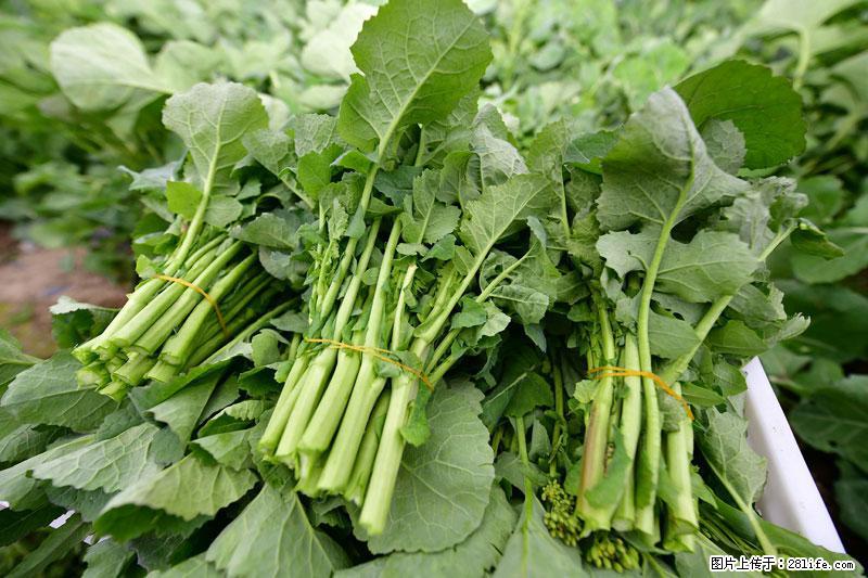 这些蔬菜是“天然钙片”，这6种被医生重点推荐 - 怒江生活资讯 - 怒江28生活网 nujiang.28life.net